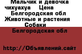 Мальчик и девочка чихуахуа! › Цена ­ 8 000 - Белгородская обл. Животные и растения » Собаки   . Белгородская обл.